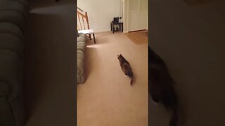 Cat Runs After Treats