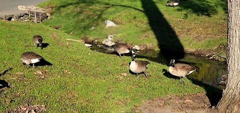 Goose Leaves Grass Gaggle