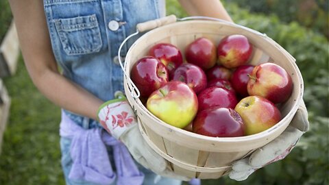 Vibrant Living Adventures 5 - Munch An Apple!