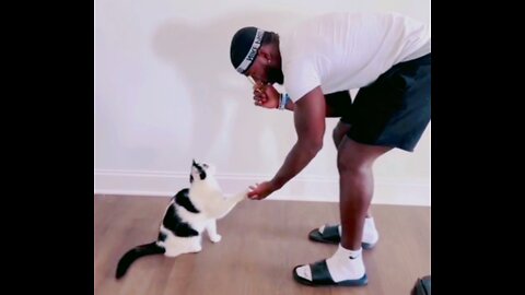 Owner managed to teach his cat some cool tricks that normally cats won't do