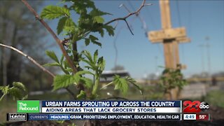 REBOUND: Urban farms sprouting up across the country, aiding areas that lack grocery stores