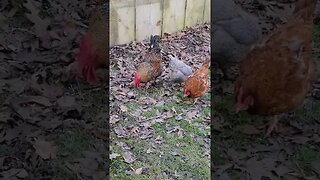 Happy Chickens #chickens #happyhens #roosters