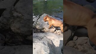 Doggie Play Time On The River