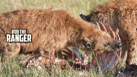 Buffalo Meal For Hyenas | Maasai Mara Safari | Zebra Plains