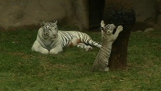 White Tiger Triplets Show Off