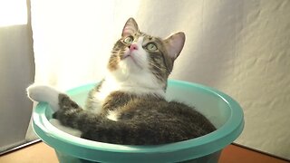 Delicate Cat Bathes in a Plastic Basin