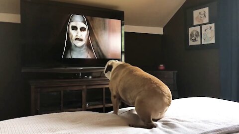 dog’s Reaction To The Nun Trailer