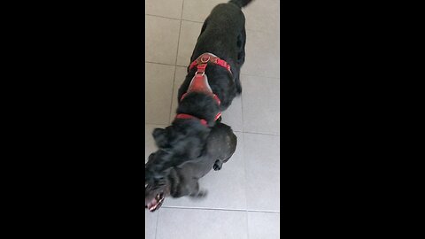 2 Dogs play fighting