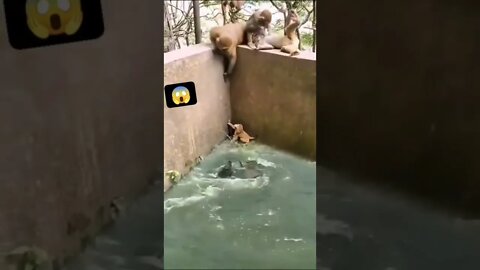 बंदर ने अपने बच्चे को बचा लिया||monkey save child||cute baby monkey||bandar mama pahan pajama