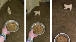 Special Needs Dog Hilariously Yells For Food Time