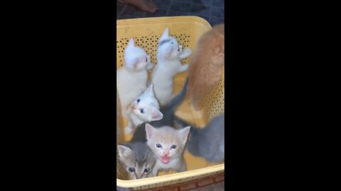 Adorable doll face kitten's family