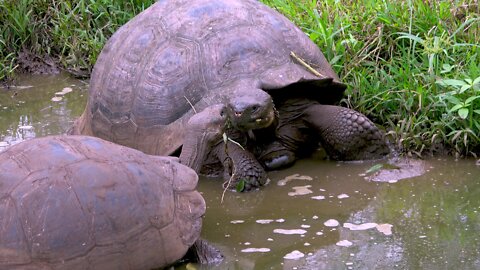 Gigantic tortoise dives into pond to impress girlfriend