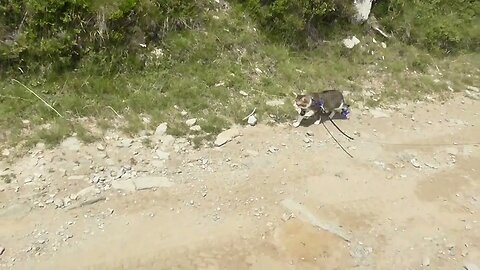 Cat with Injured Paw Travels in the Mountains