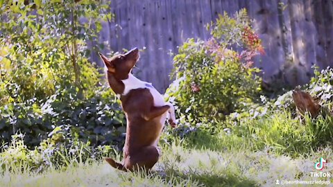 Bear the Rat terrier doing tricks