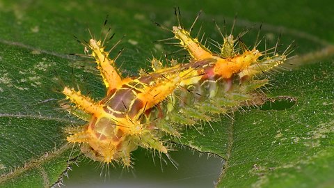 Look but don't touch: Stinging Nettle Slug Caterpillar