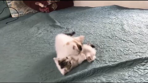 Cute cats fight