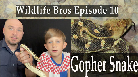 Wildlife Bros Episode 10 Gopher Snake