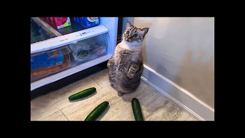 Funniest Cats 😹 - Don't try to hold back Laughter 😂 - Funny Cats Moment
