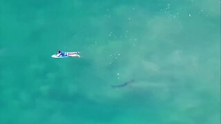 Surfers encounter sharks off La Jolla coast