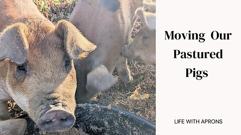 Moving Our Pastured Pigs