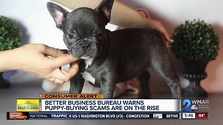 Pet buyers beware, puppy scams on the rise