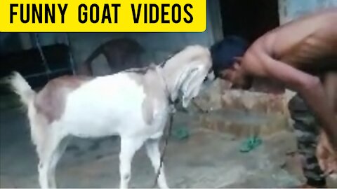 funny goat videos |susantha 11| #goat |susan brooks |#shorts