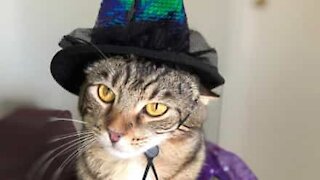 Ce chat magicien parvient à se faire disparaître