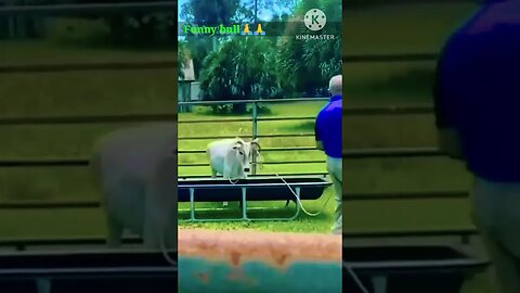 funny bull #shorts #viral #funny #video #photoediting