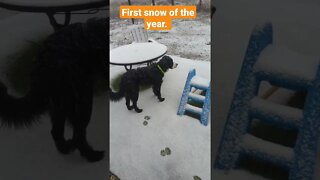 Puppy confused about what to do with snow #puppy #bernedoodle #snow