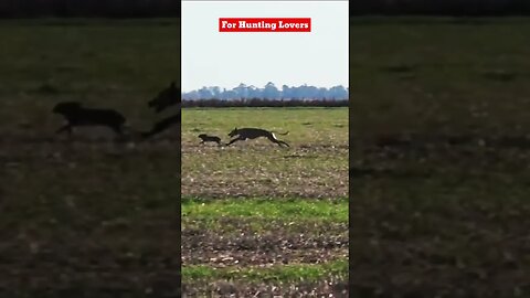 Greyhounds 🐕 Vs Hare 🐇😱 | Galgos y Liebres Грейхаунды и зайцы Anjing Greyhound dan Kelinci