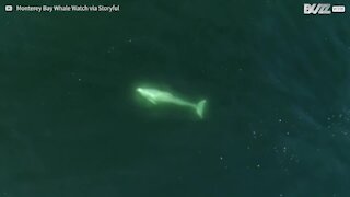Raro delfino albino avvistato in California