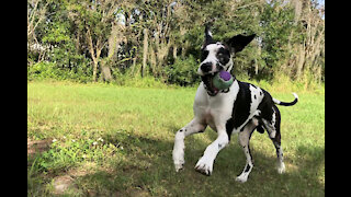 Great Danes have funning running around palm trees