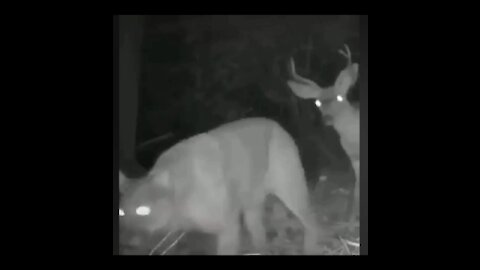 Unbelievable !!!😱 Lion and Deer walking together at night!!
