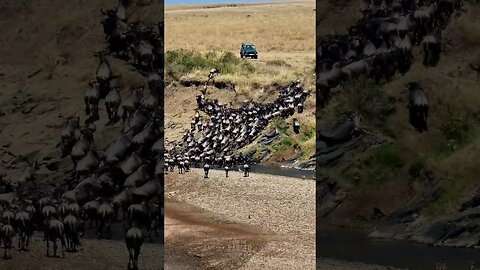 Shallow River Crossing During The Great Migration #shorts | #ShortsAfrica | #Augdailyshorts