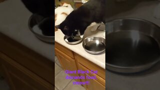 Black Cat Demands food.