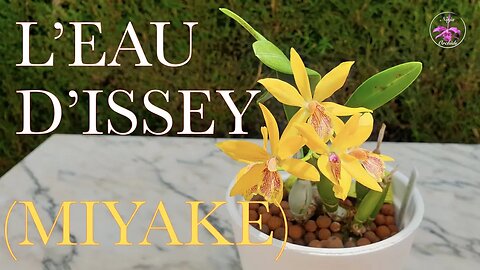 L'eau D'Issey (Miyaki) Orchid 👃🏼 Dynamite Comes in Small Packages | Fragrance Profile #ninjaorchids