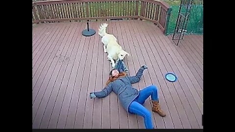 Dog Mistakes Furry Hood For a Toy & Drags Owner Around The Backyard