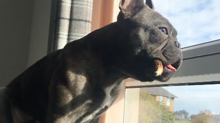 French Bulldog patiently waits for owners to come home