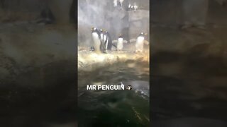 HELLO MR PENGUIN 🐧 #shorts #penguin #penguins #youtubeshorts #animallover