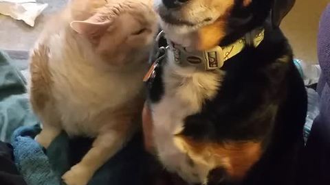 Adorable Cat Grooms A Dog