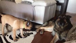 犬は他の犬が吠えるのにどれくらい耐えられるか？