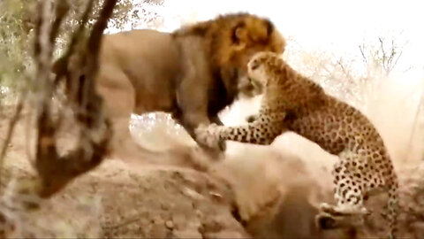 Lion vs leopard deadly fight