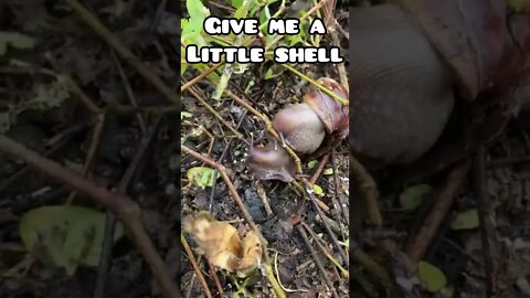 Give me a little shell! #snail #adventure #snails #ecuador #nature #ecuadorlife #animals #mating