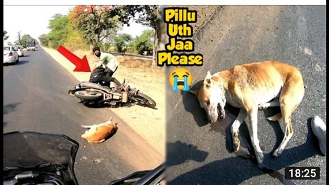 Dog Accident /Accident by 🐩🐩a Street Dog in Karanja Junction videos 2022🦮🦮