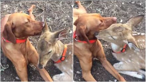 Amitié inattendue entre un chien et un faon