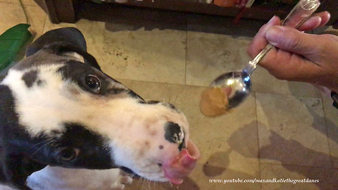 Great Dane and Puppy Enjoy a Taste of Peanut Butter