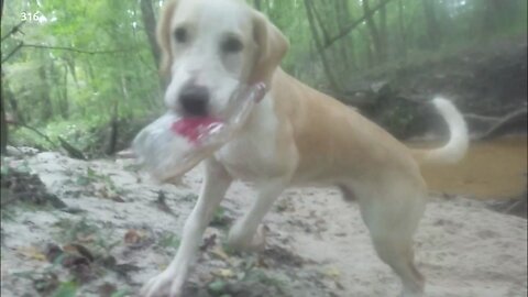 My buddy Max cleaning the creek and having fun.