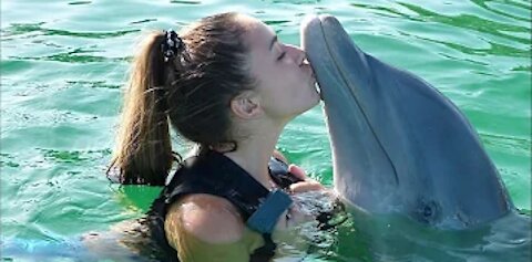 Best of Dubai Dolphin Show at Dubai 2021-Swim With Dolphins in Dubai