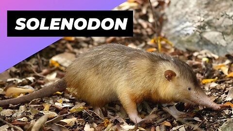 Solenodon 🐀 One Of The Cutest And Exotic Animals In The World #shorts