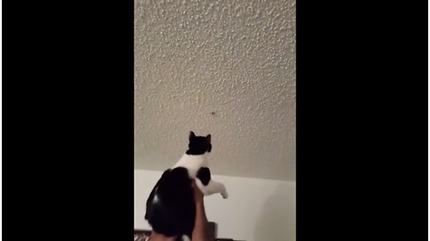 Cat helps owner catch bug on ceiling